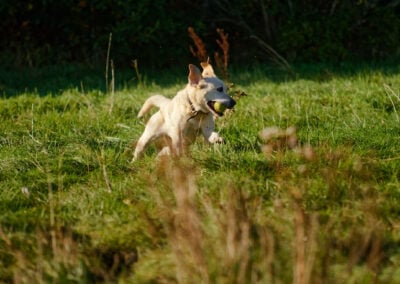 pale yellow labrador running with a ball in mouth