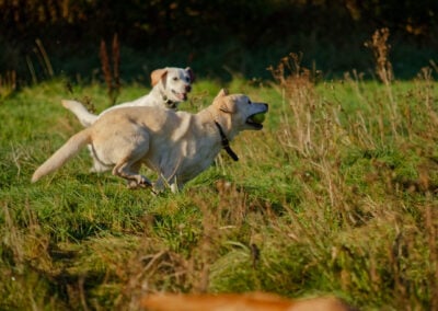 two labradors play