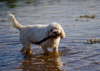 white cockapoo with stick in mouth