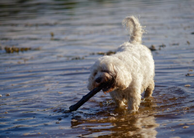 white cockapoo carrying a stick