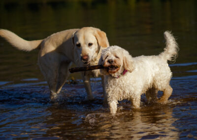 labrador eyeing up another dogs stick