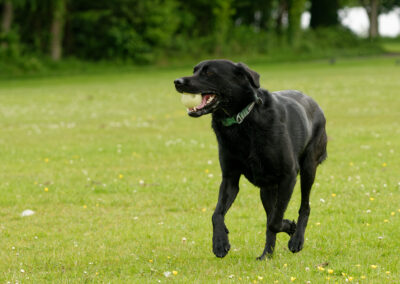 black labrador with ball in mouth on grass