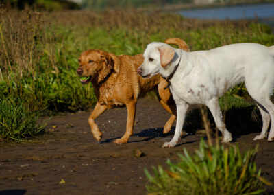 two labradors on the beach