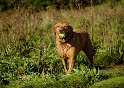 red fox labrador and her ball
