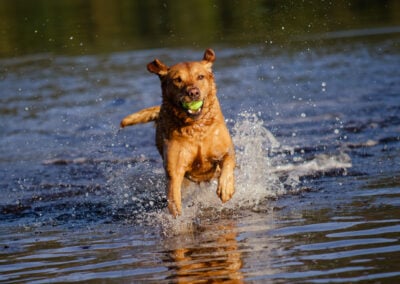 red fox labrador running in water
