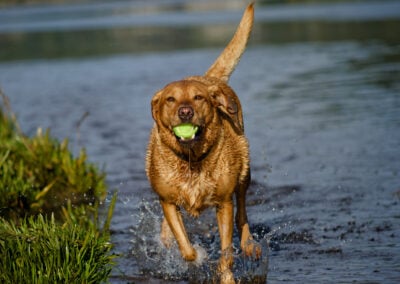red fox labrador running on the coastline
