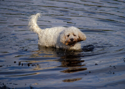 white cockapoo in river clyde carrying a stick