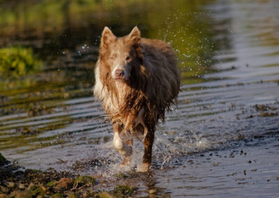 border collie running out of the river