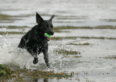 black labrador running out of water