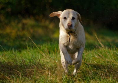 pale yellow labrador running