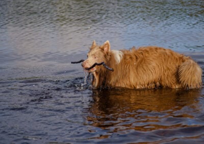 border collie retrieving a stick from a river