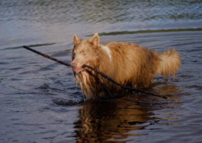 collie carrying a big stick