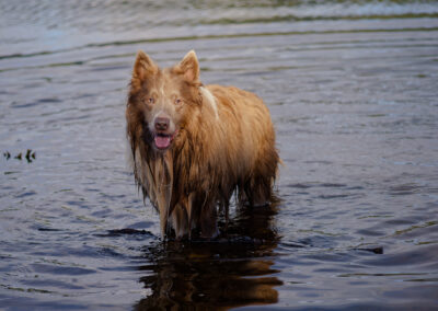 border collie standing in a river