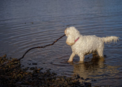 white cockapoo with a long stick