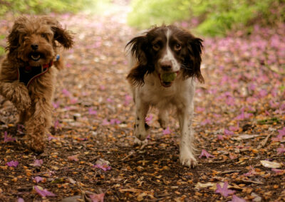 Dogs running on a petal covered trail