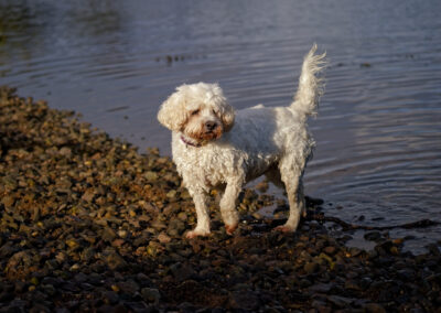 white cockapoo on the beach