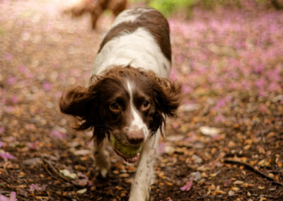 springer spaniel on woodland trail