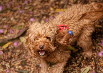 dog in finlaystone country estate