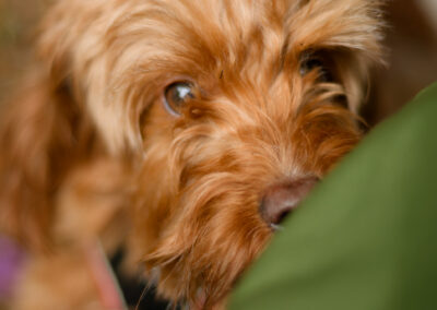 close up of a cockapoo's face