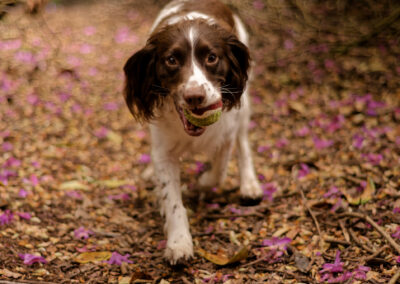springer spaniel with flower petals covering the ground