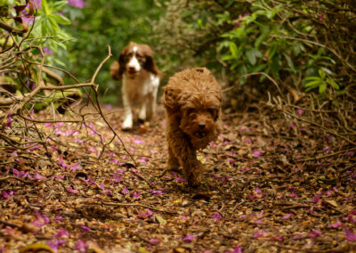 Dogs running on a woodland trail