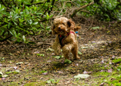 Running apricot cockapoo