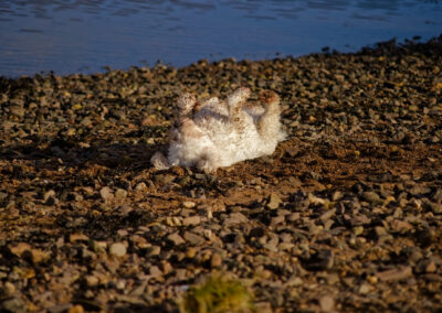 cockapoo having a back scratch on the beach