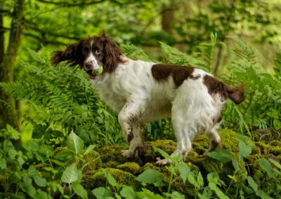 dog walking in finlaystone woodland