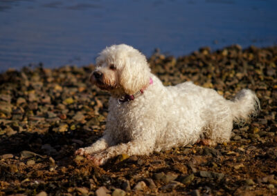 white cockapoo lying on the beach