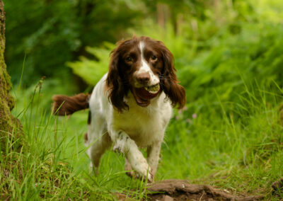 Springer spaniel with ball in a flush green woodland