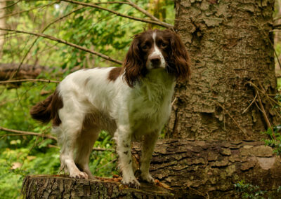 springer spaniel posing in a wood