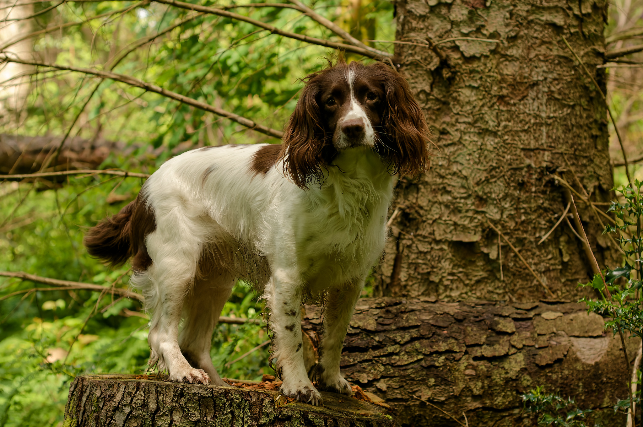 springer spaniel posing in a wood