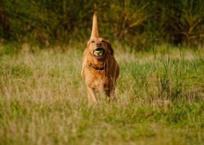 red fox labrador running back with the ball