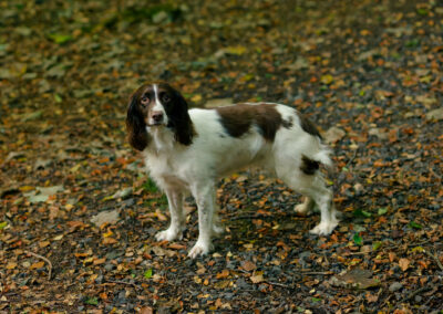 springer spaniel spooked in woodland