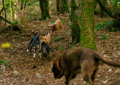 small dogs playing in a wood