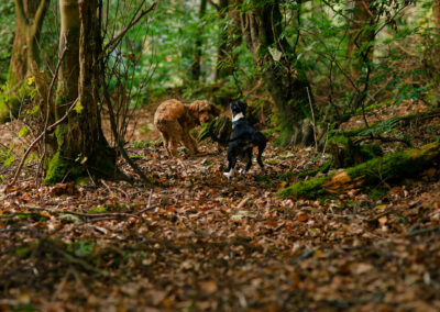 cockapoo and whippet in a woodland