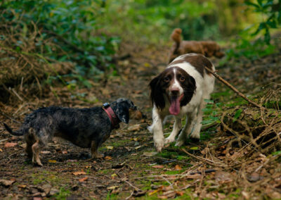 happy springer spaniel