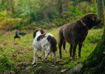 chocolate labrador in the woods