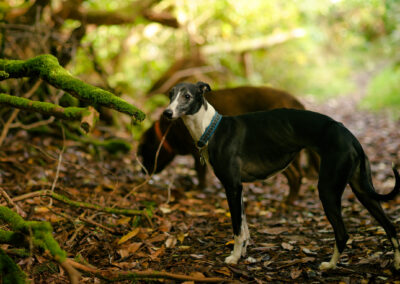 a whippet in a wood