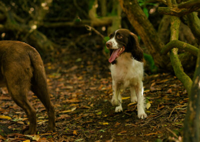 springer spaniel in a shady wood