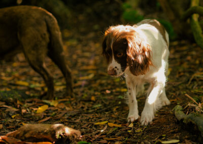 springer spaniel in dappled light