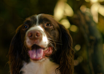 springer spaniel portrait