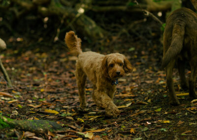 apricot cockapoo in the woods