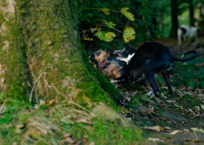 dachshund and whippet playing next to a tree