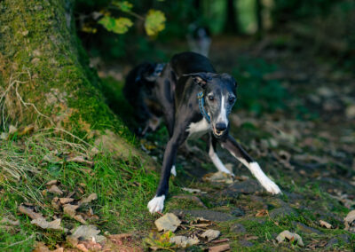whippet action shot