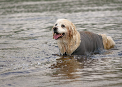 Golden retriever standing in a river