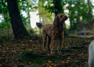 apricot cockapoo smelling the air