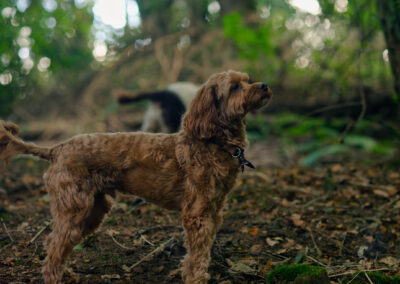 cockapoo smelling the air