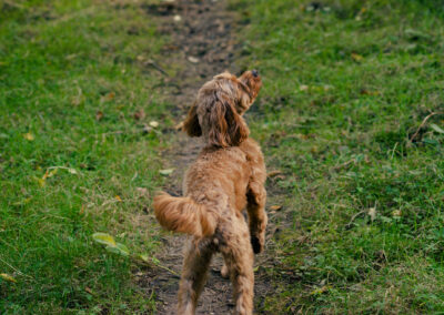 cockapoo smelling the air on a walk