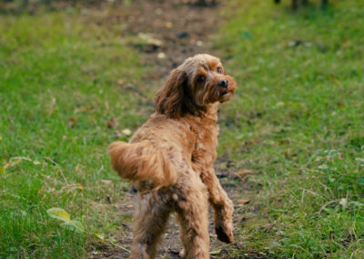 cockapoo turning around to look